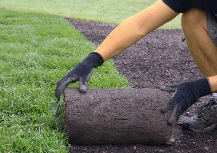 turfing lawn