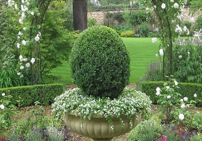 buxus landscape